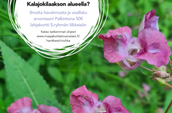 Jättipalsami_havannointikilpailu